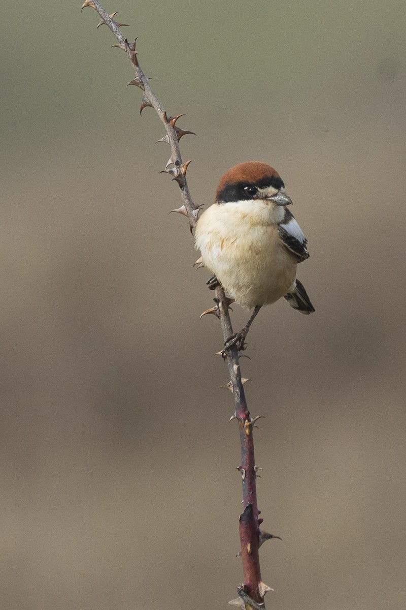 Woodchat Shrike - ML617024819