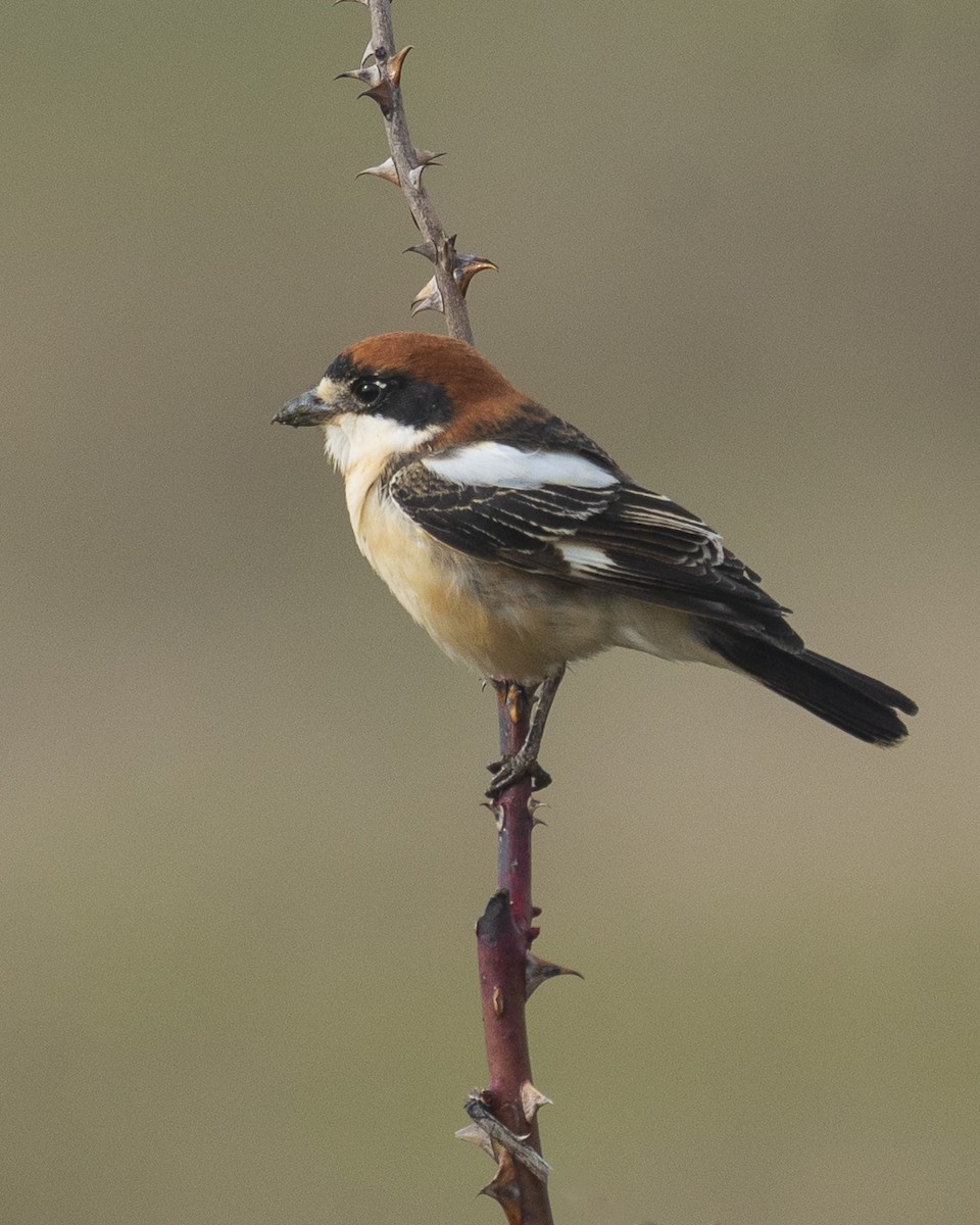 Woodchat Shrike - ML617024820