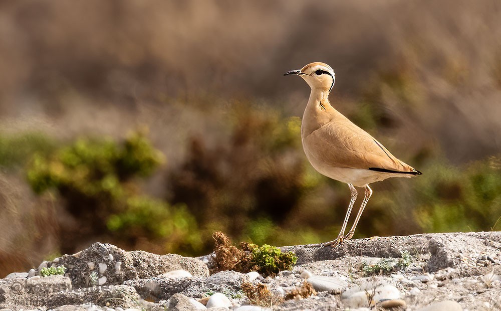 Cream-colored Courser - ML617024845