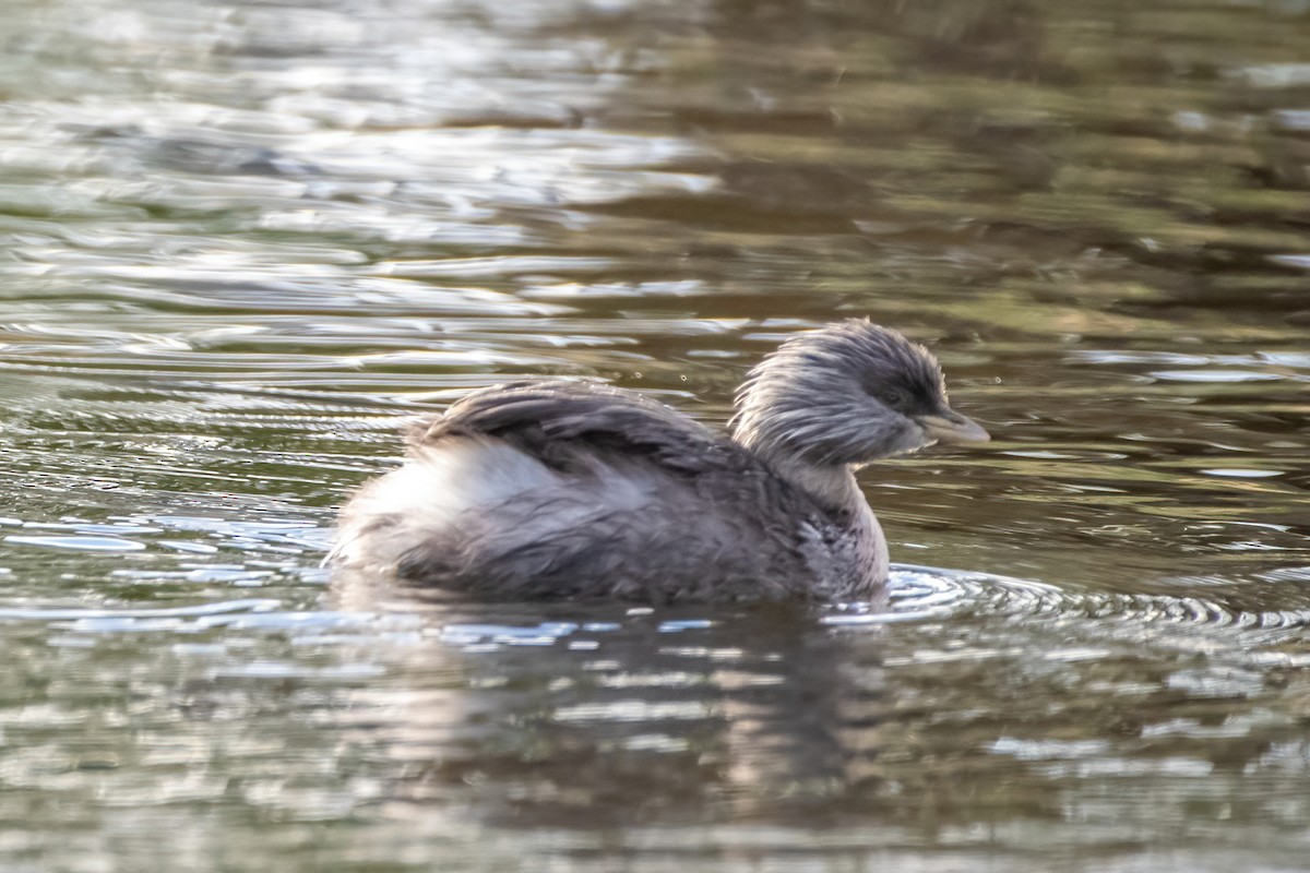 Hoary-headed Grebe - ML617024857