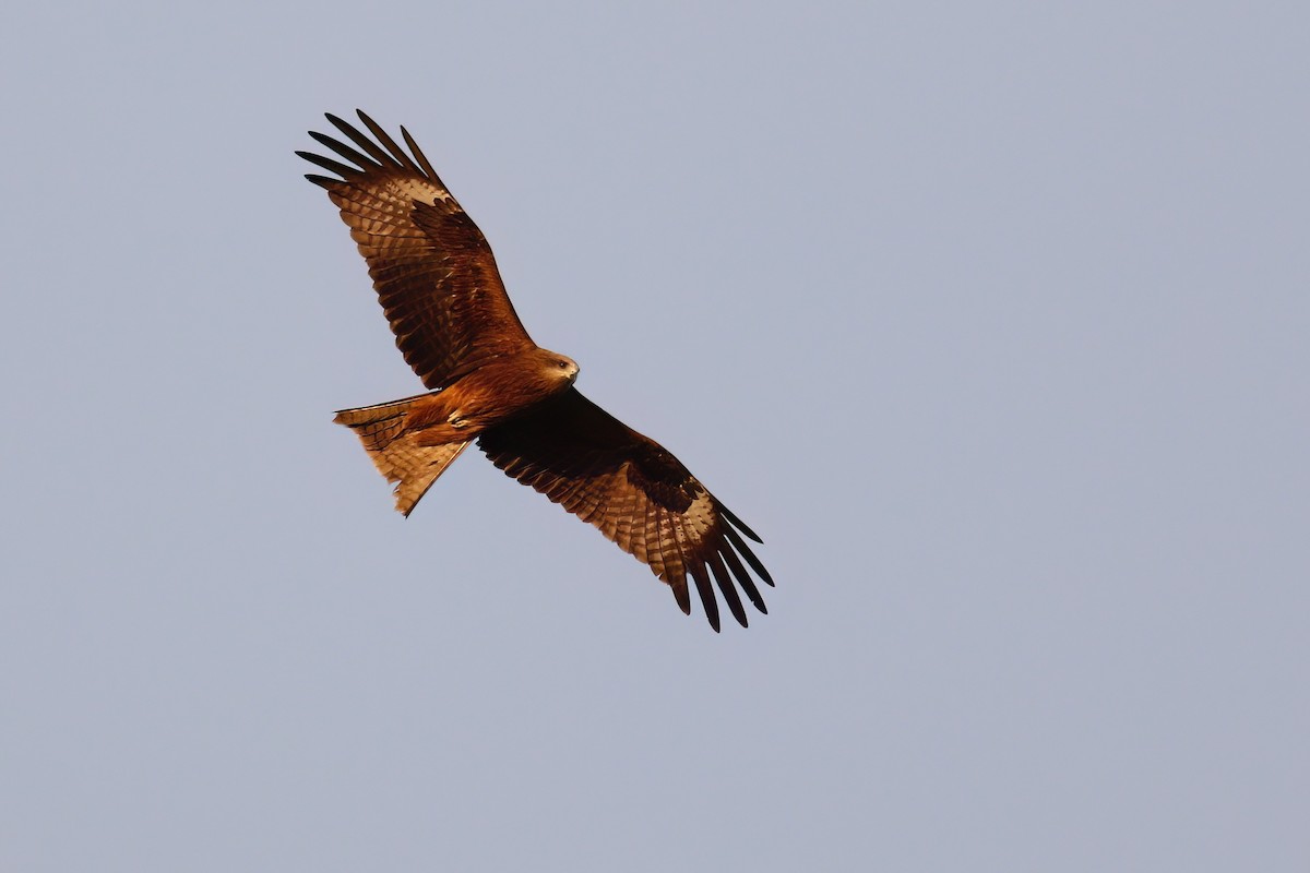 黑鳶 - ML617024858