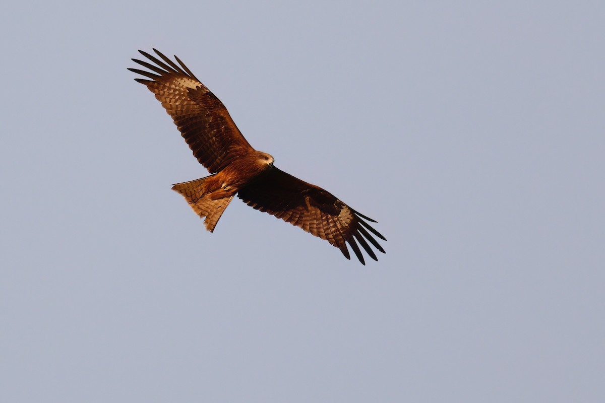 Black Kite - ML617024859