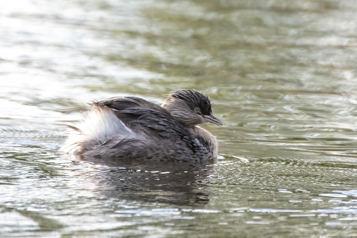 Hoary-headed Grebe - ML617024912