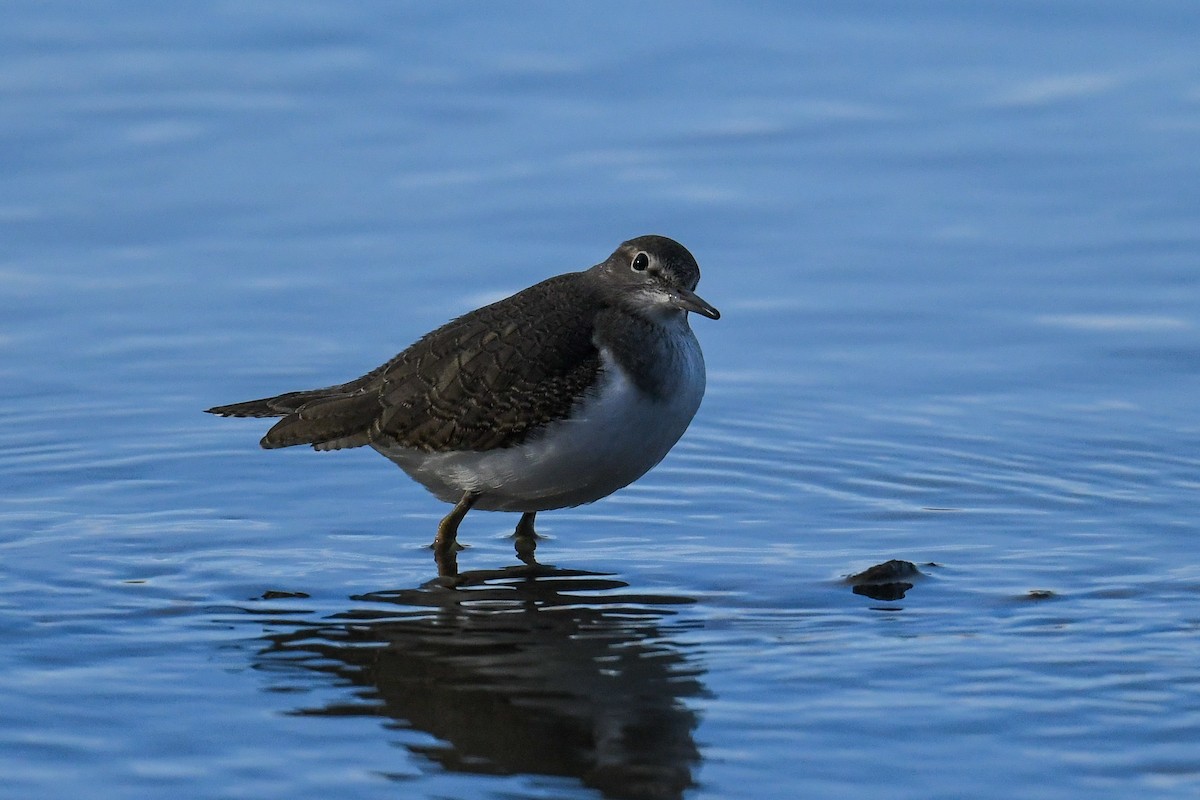 Common Sandpiper - Maryse Neukomm