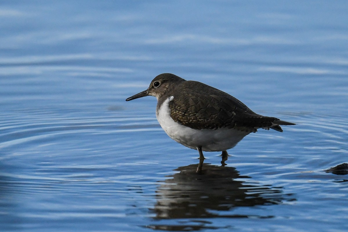 Common Sandpiper - Maryse Neukomm