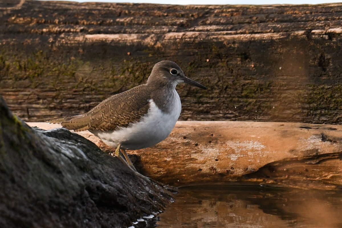 Common Sandpiper - Maryse Neukomm