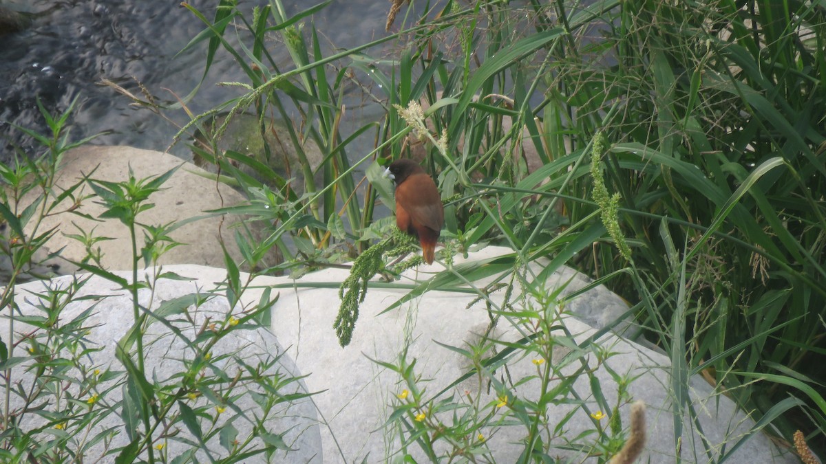 Chestnut Munia - Max Lee