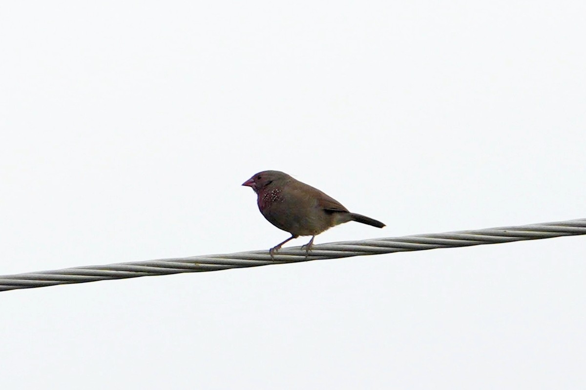 Brown Firefinch - Dave Rimmer