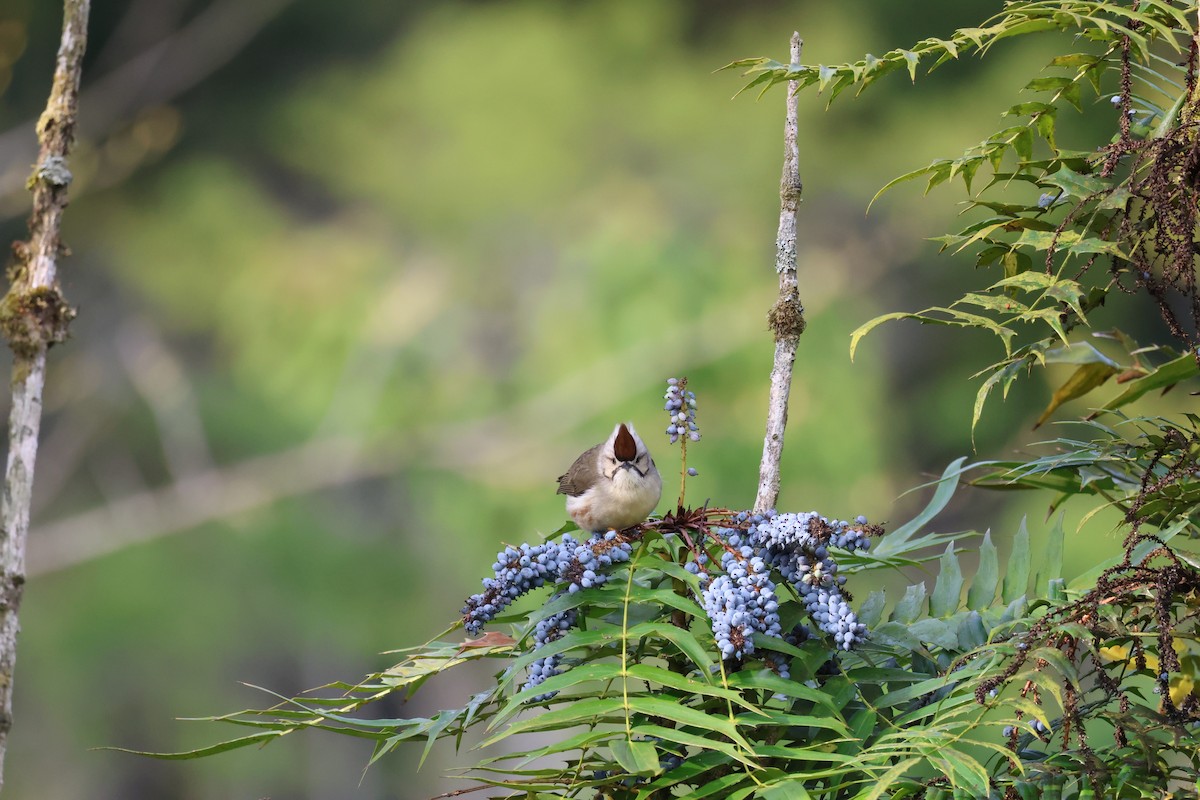 Taiwan Yuhina - ML617024972