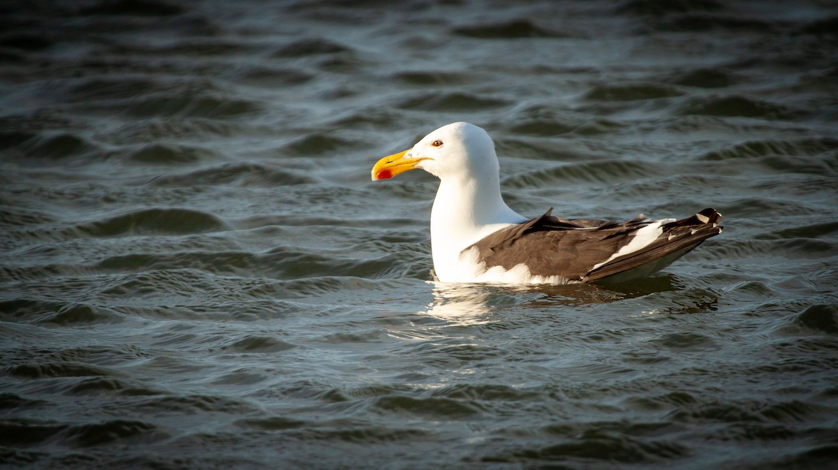 Kelp Gull (vetula) - Neil Wright
