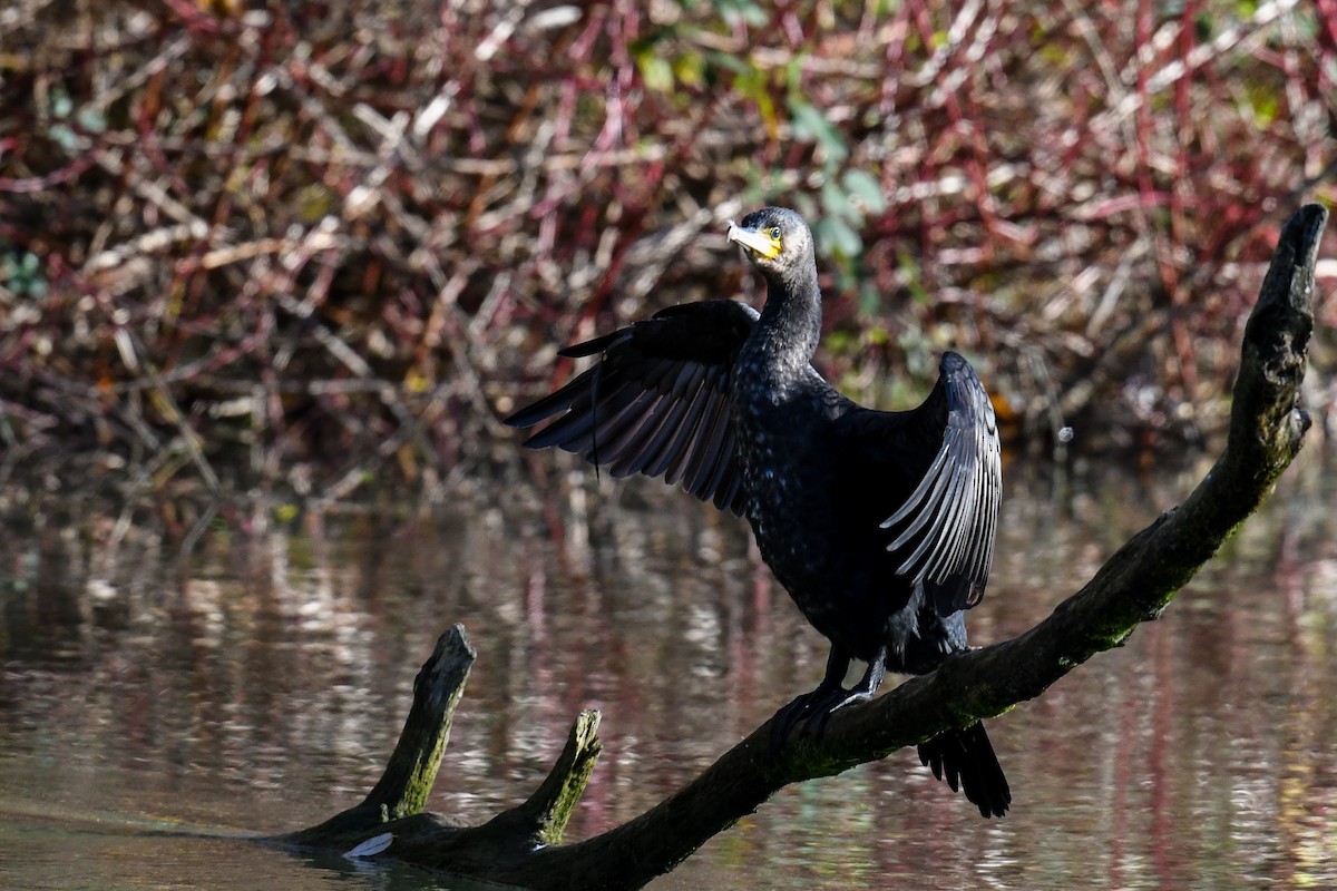 Great Cormorant - Maryse Neukomm