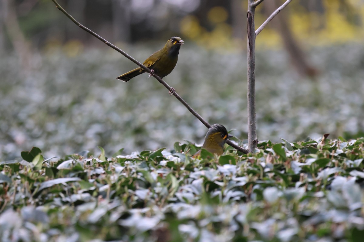 Steere's Liocichla - 宇涵 葉