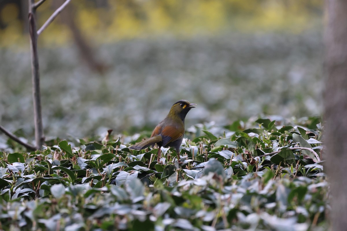 Steere's Liocichla - 宇涵 葉