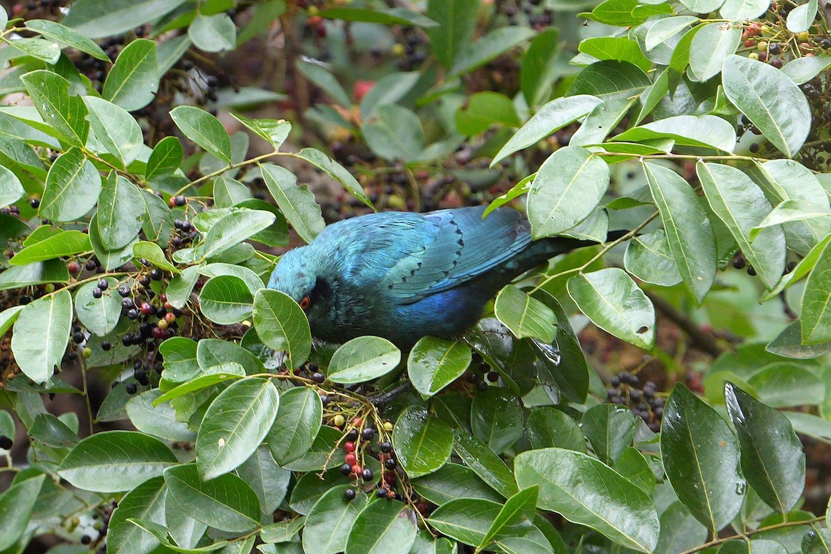 Lesser Blue-eared Starling (Miombo) - ML617025009