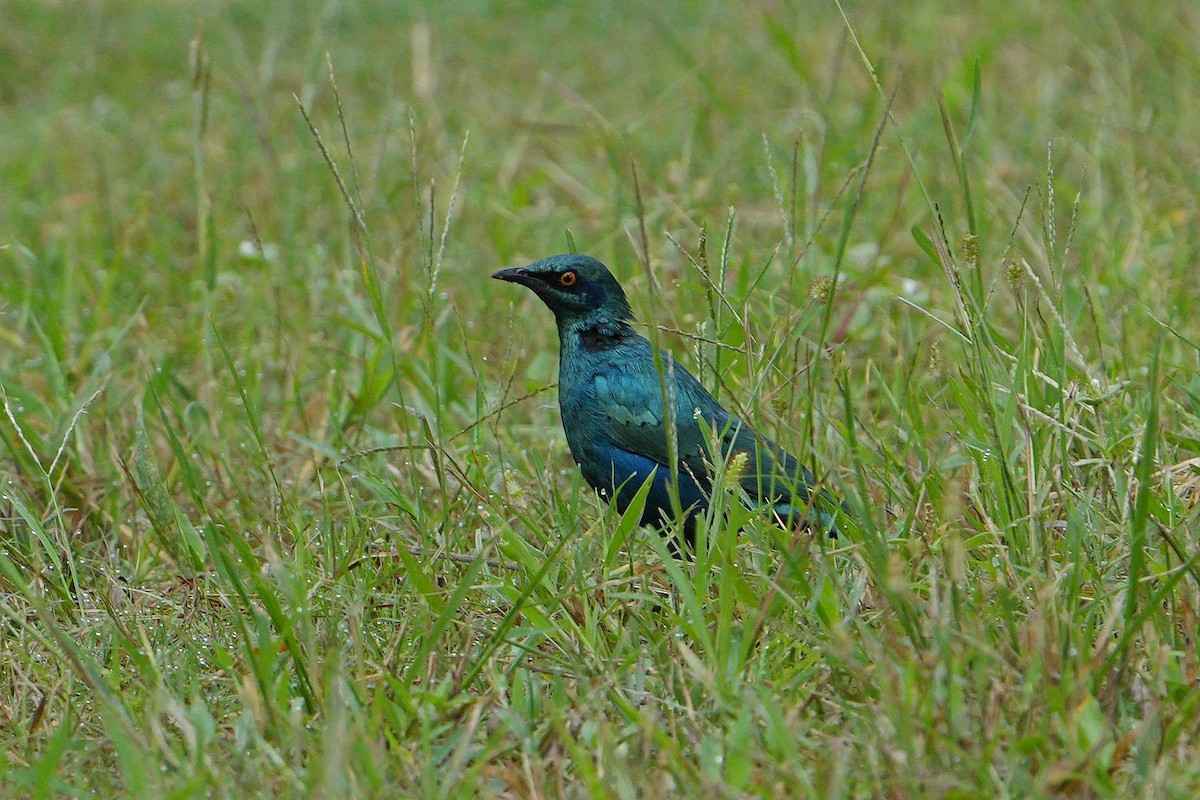 Lesser Blue-eared Starling (Miombo) - ML617025011