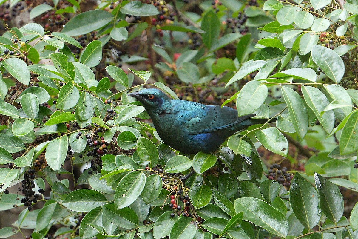 Lesser Blue-eared Starling (Miombo) - ML617025012