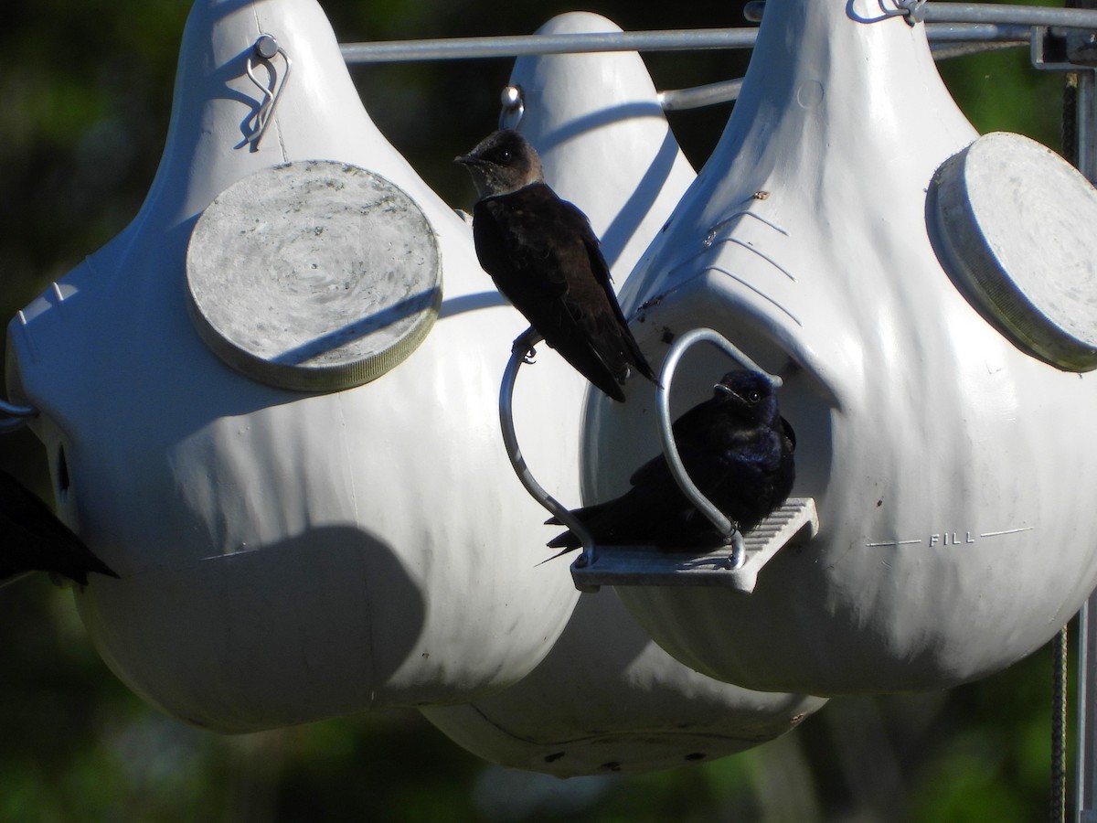 Purple Martin - ML617025021