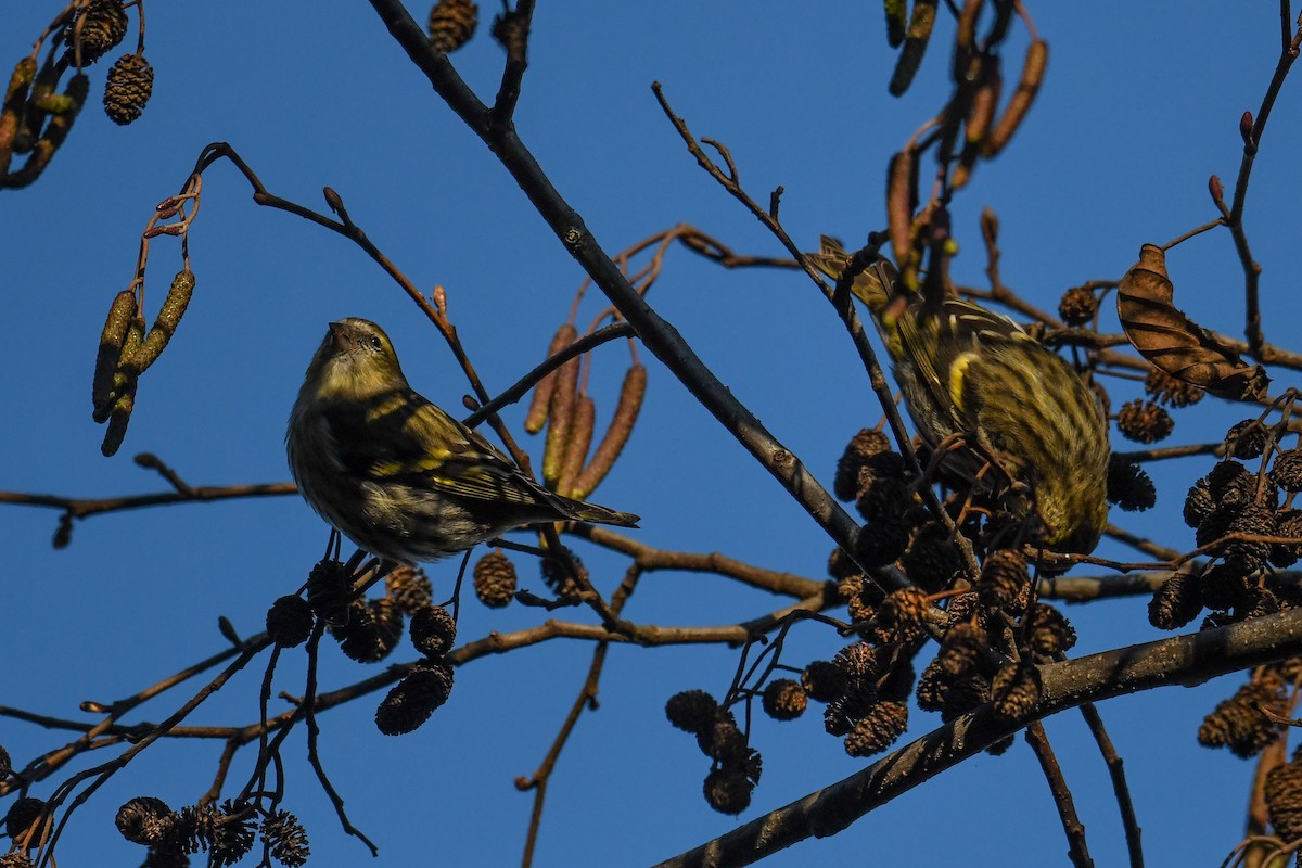 Eurasian Siskin - Maryse Neukomm