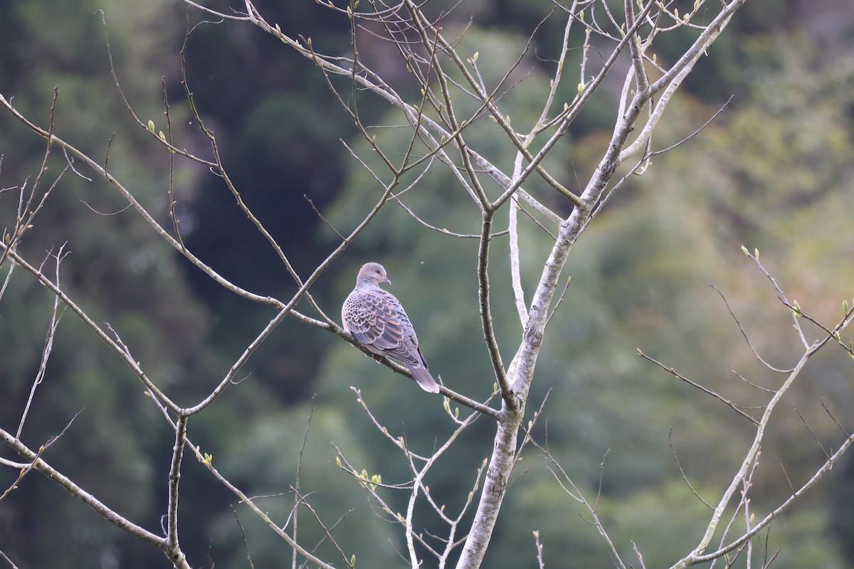 Oriental Turtle-Dove - ML617025064