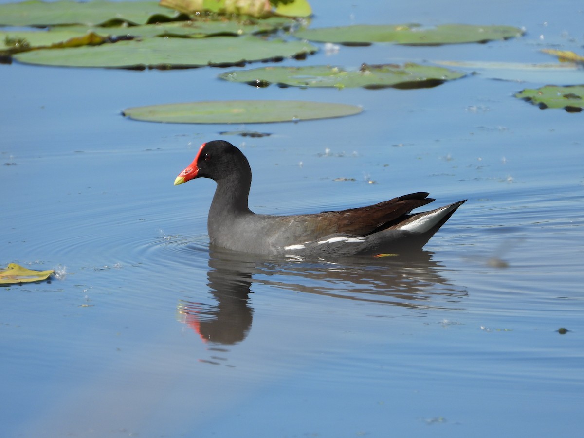 Common Gallinule - ML617025076