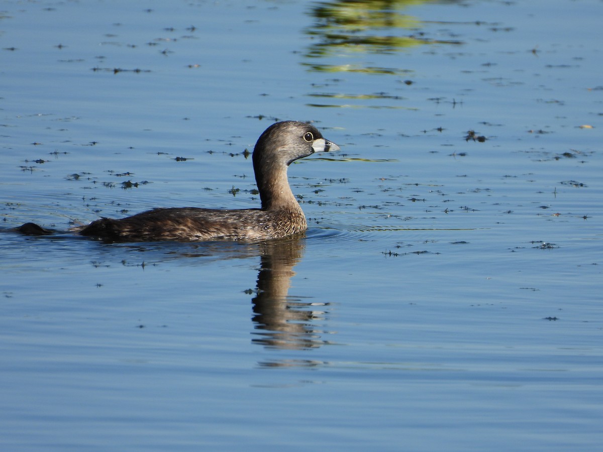 Pied-billed Grebe - ML617025086