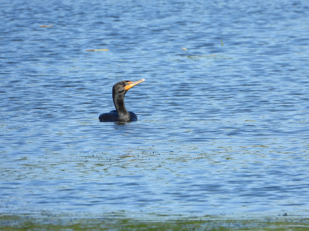 Cormoran à aigrettes - ML617025097