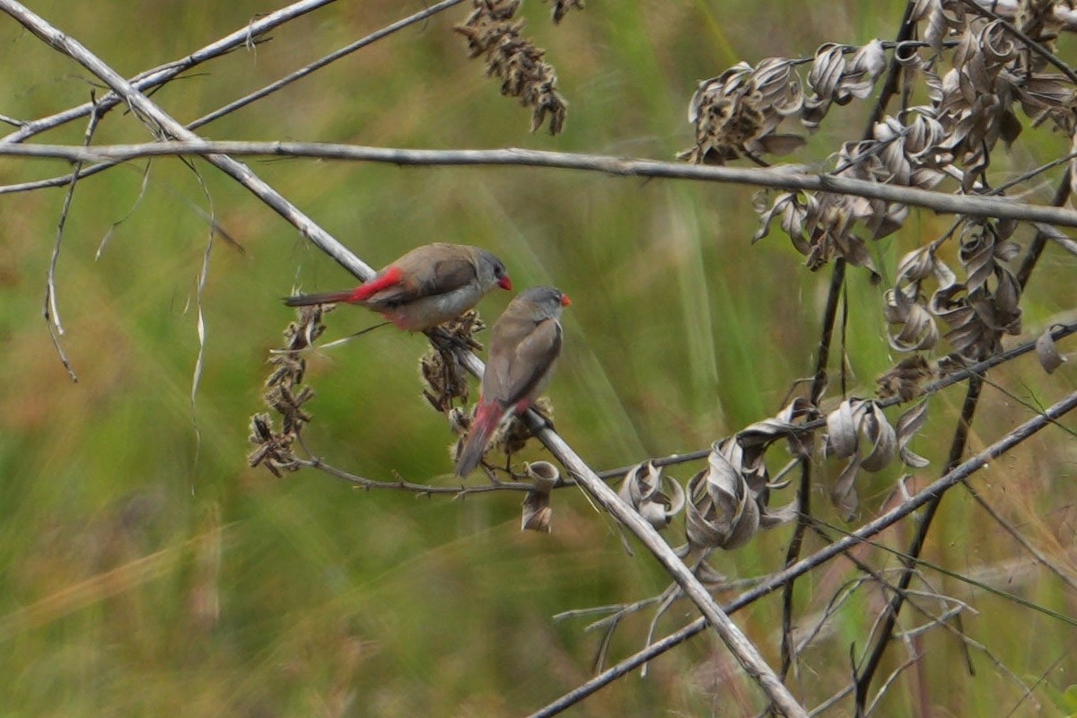 Fawn-breasted Waxbill - ML617025136