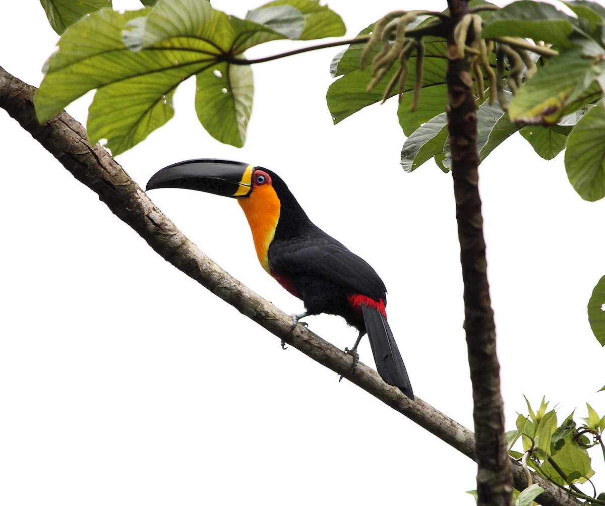 Channel-billed Toucan - Paulo Fagundes