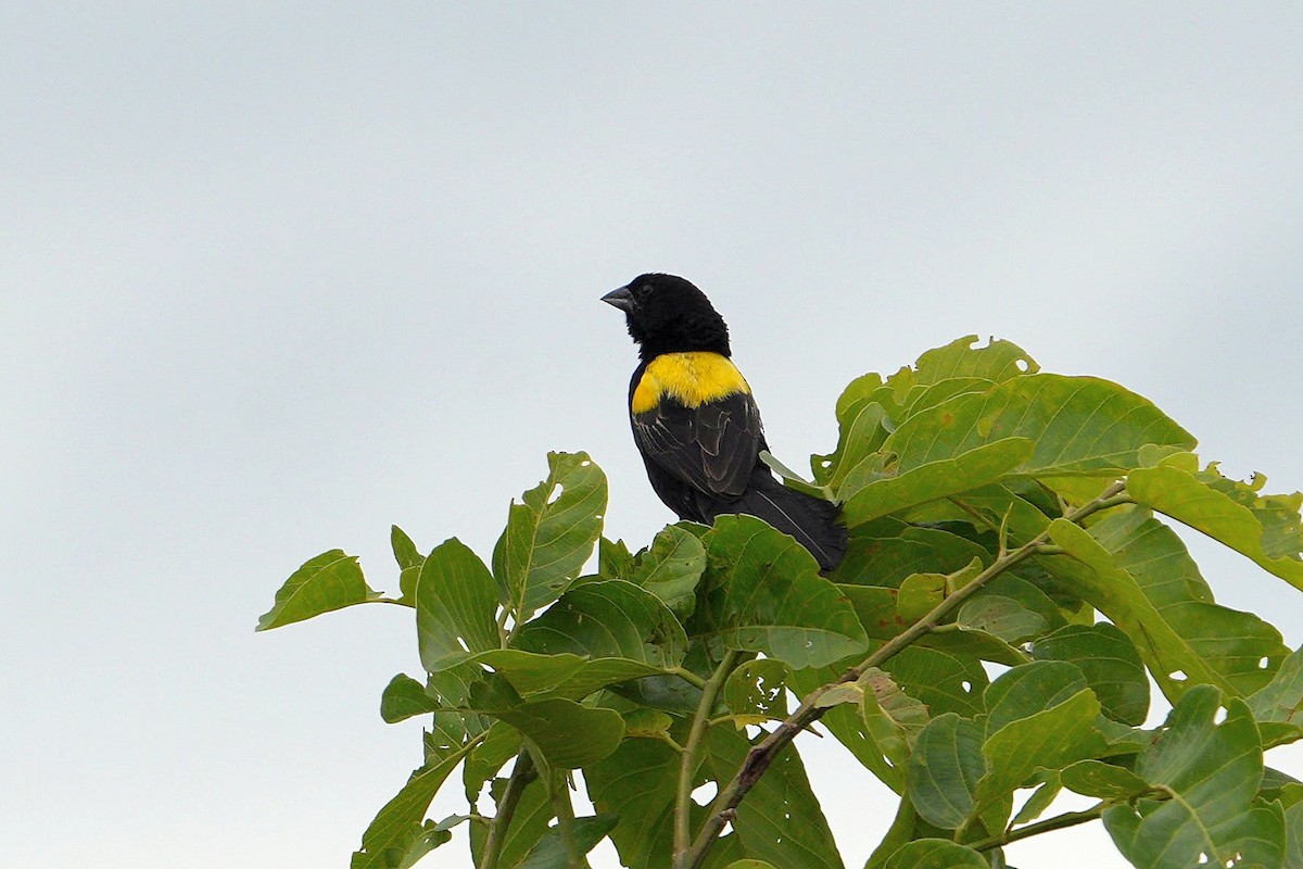 Yellow-mantled Widowbird - ML617025184
