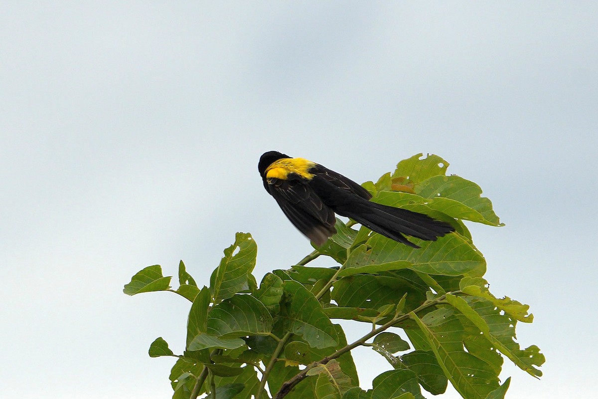 Yellow-mantled Widowbird - ML617025185