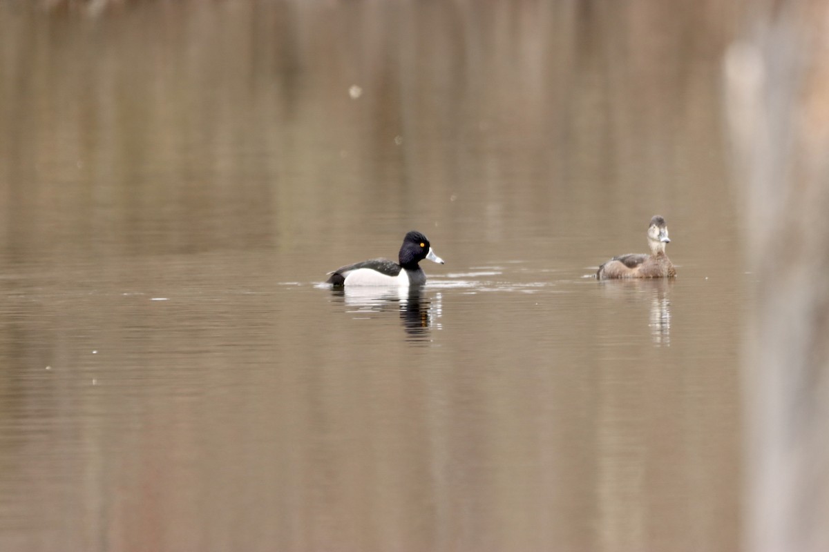 Ring-necked Duck - William Going