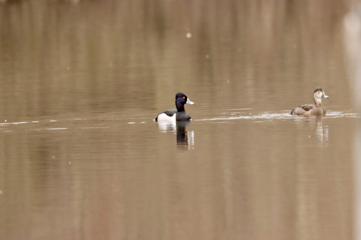 Ring-necked Duck - William Going