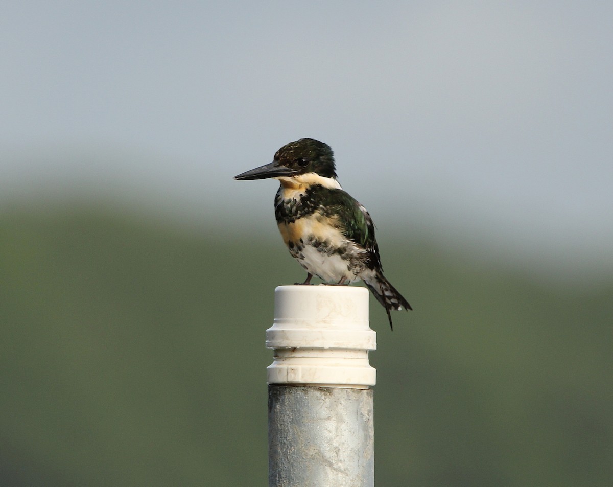 Green Kingfisher - Paulo Fagundes