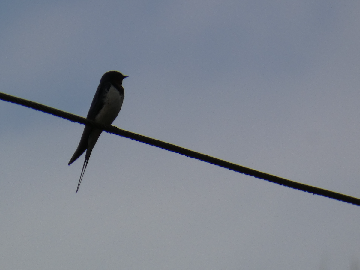 Barn Swallow - ML617025230