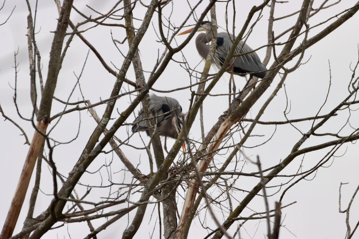 Great Blue Heron - William Going