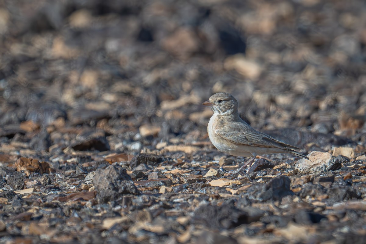 Bar-tailed Lark - Uriel Levy