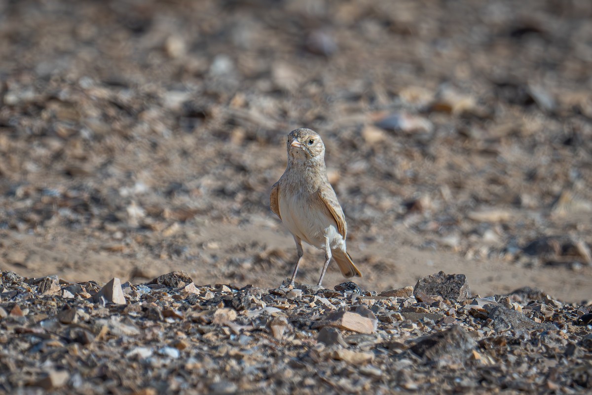 Bar-tailed Lark - Uriel Levy