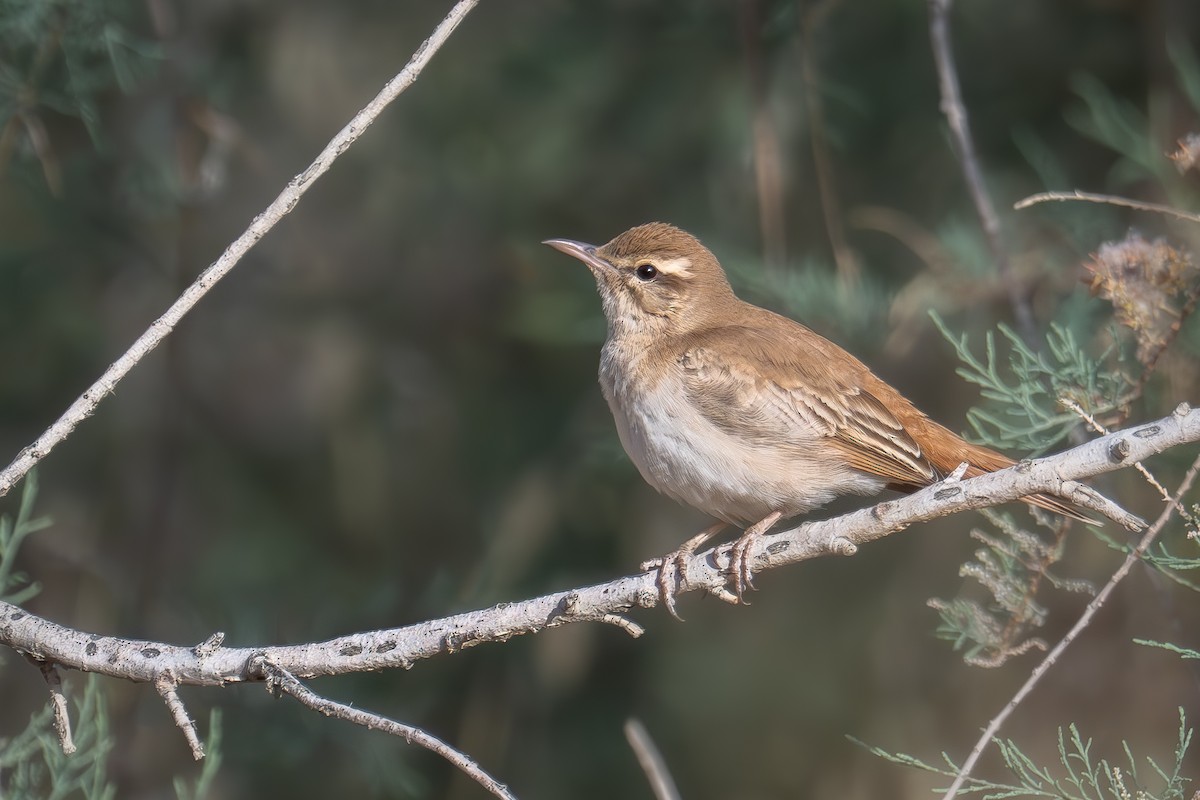 Rufous-tailed Scrub-Robin - ML617025272