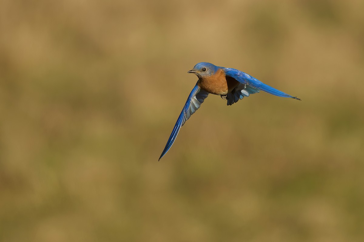 Eastern Bluebird - R. Stineman