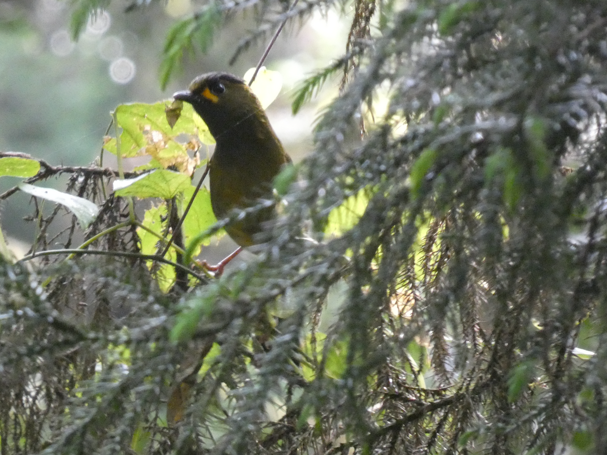 Steere's Liocichla - Carolyn Sanders