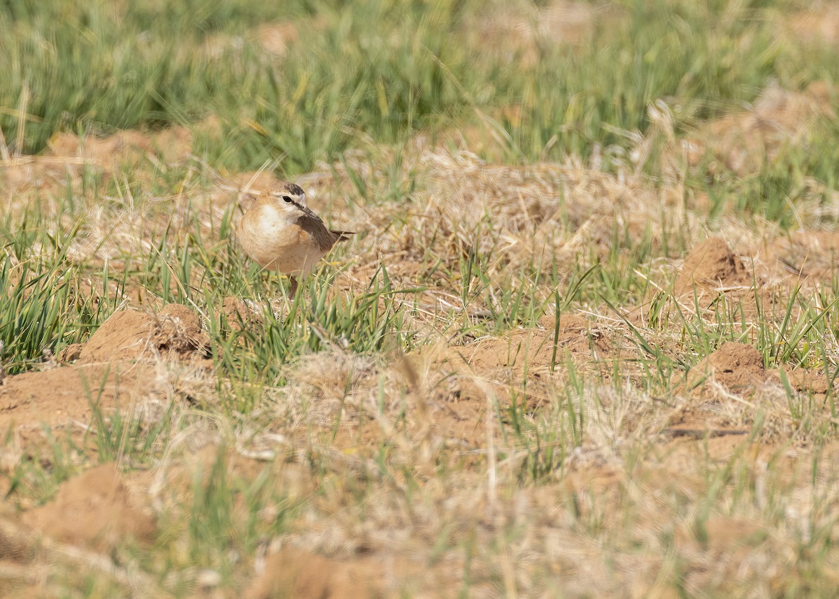 Mountain Plover - ML617025394