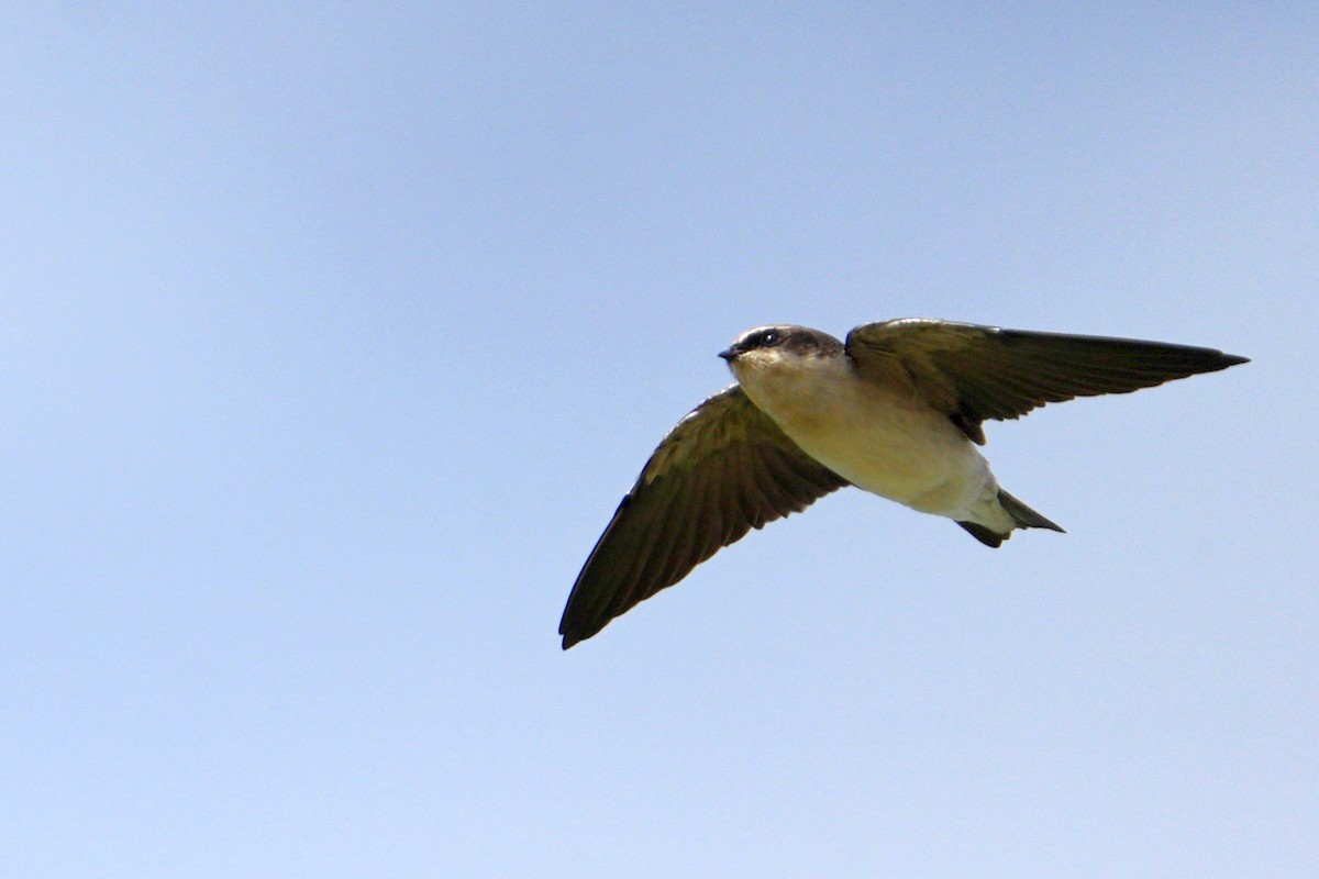 Gray-rumped Swallow - ML617025399