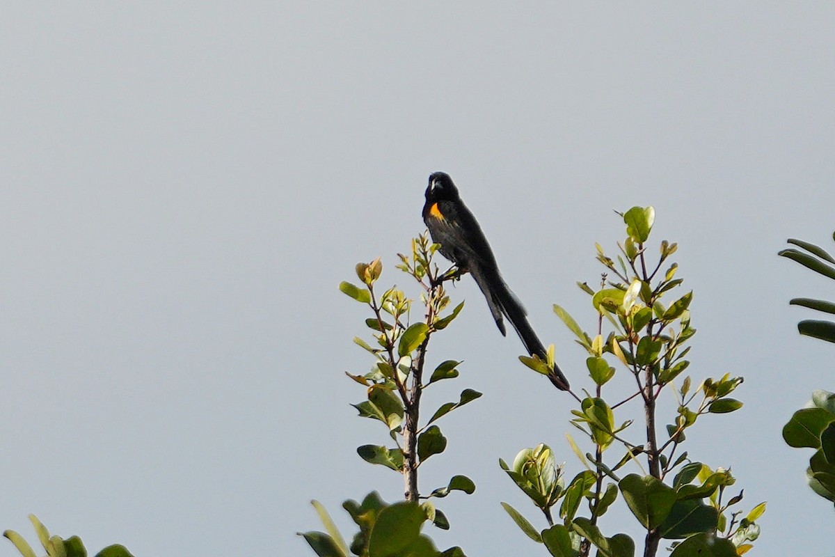 Marsh Widowbird - Dave Rimmer