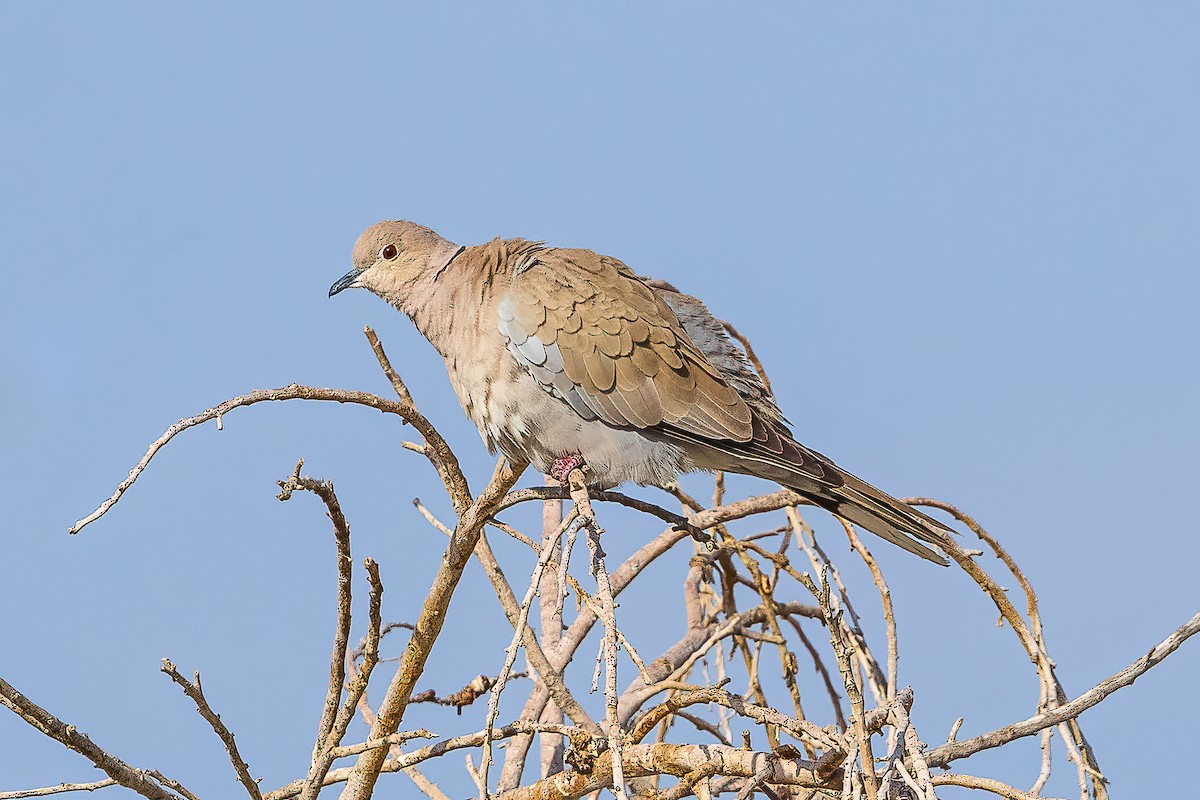 African Collared-Dove - ML617025417
