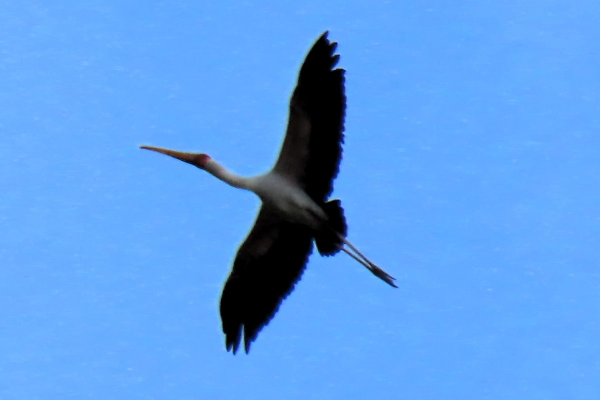 Yellow-billed Stork - David Orth-Moore