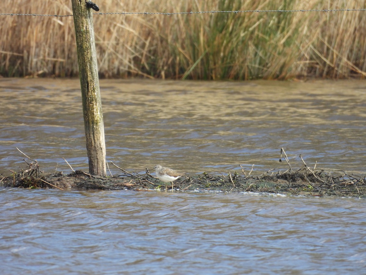 Green Sandpiper - Daan Joosen