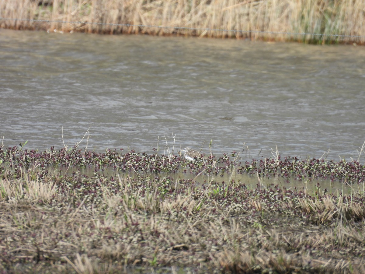 Green Sandpiper - Daan Joosen