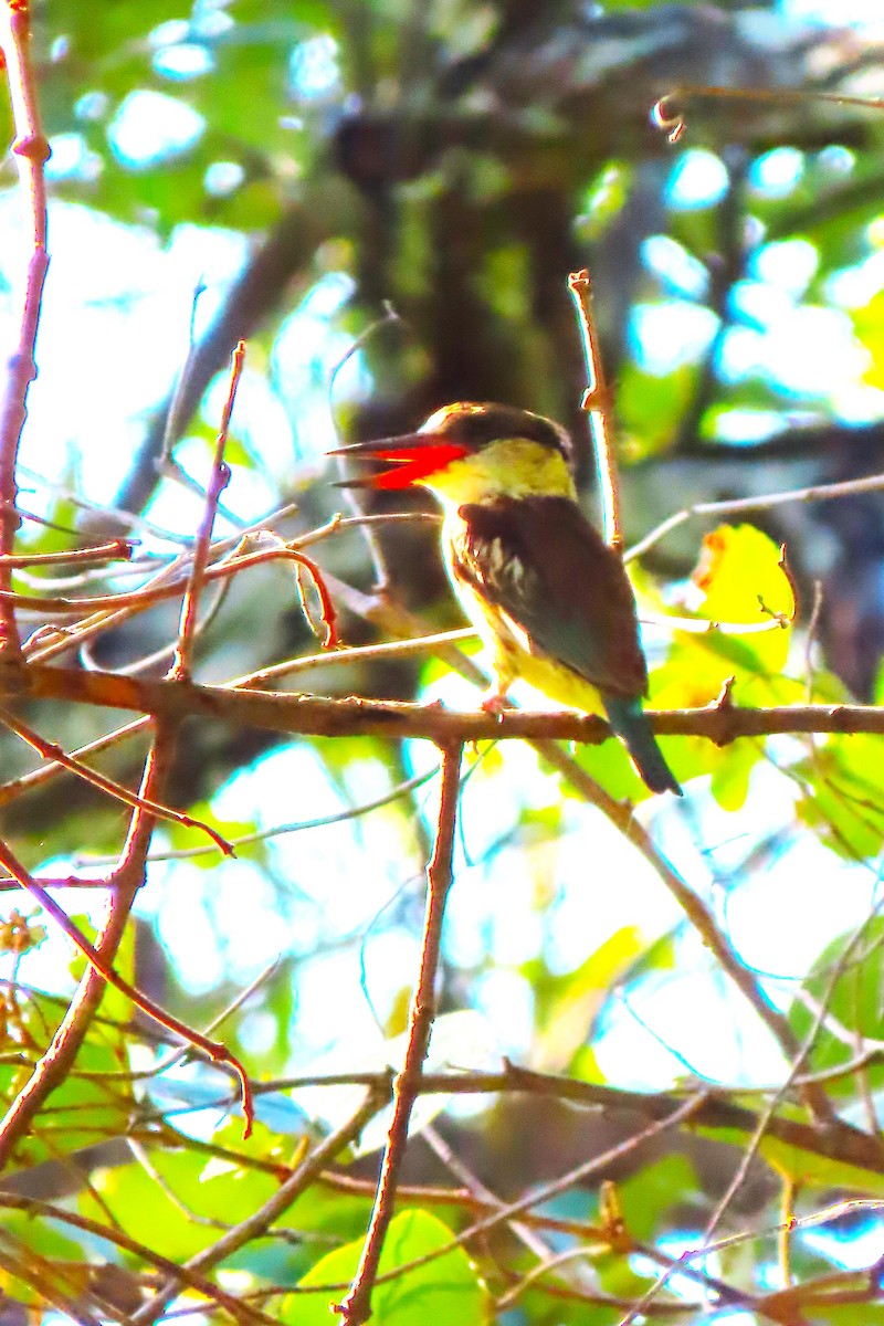 Striped Kingfisher - ML617025454