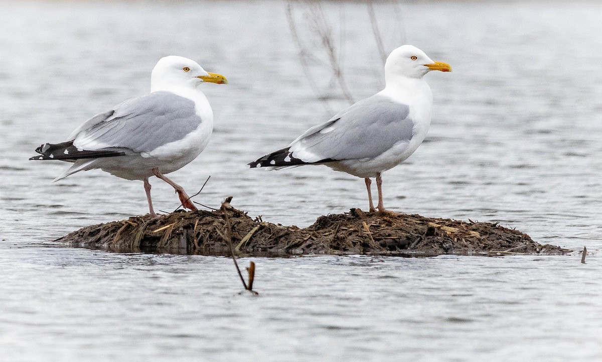 Gaviota Argéntea (americana) - ML617025479