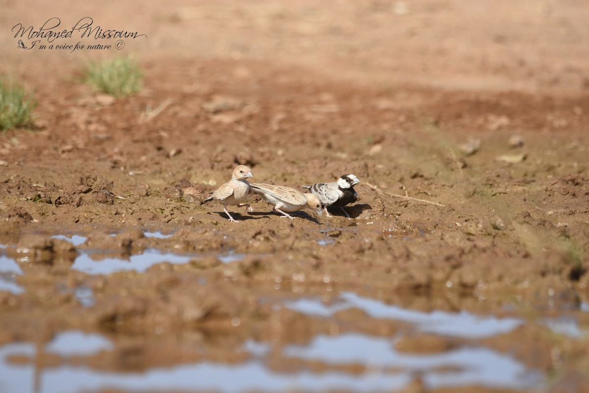 Black-crowned Sparrow-Lark - Mohamed Missoum
